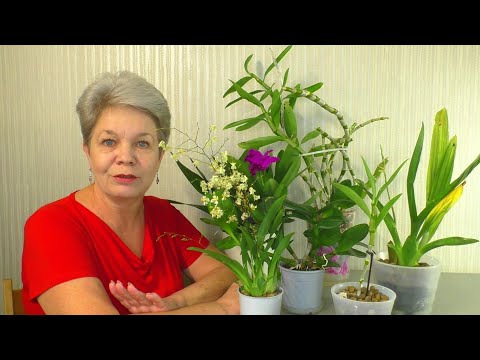 Видео: Мои Камбрии Cambria , Онцидиумы Oncidium , Дендробиумы Dendrobium Nobile  / Dendrobium phalaenopsis