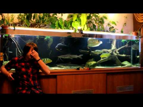 Видео: Пресноводные скаты(мой опыт) Часть 2