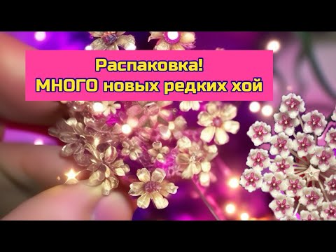 Видео: Распаковка хой, редкие сорта 🪴☺️ и две пересадки #хойя #распаковкапосылки #пересадка