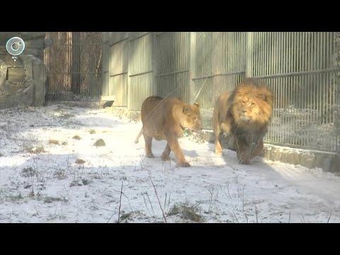 Видео: НОВОСТИ УТРА – 12 ноября 2024