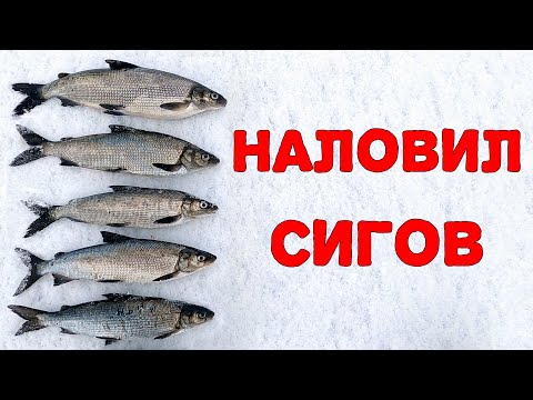 Видео: Ловля сига на Онежском озере зимой. Рыбалка в Карелии