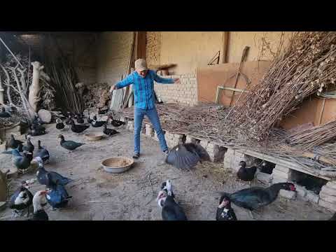 Видео: 10 млн га Одамлар нималар килмиди