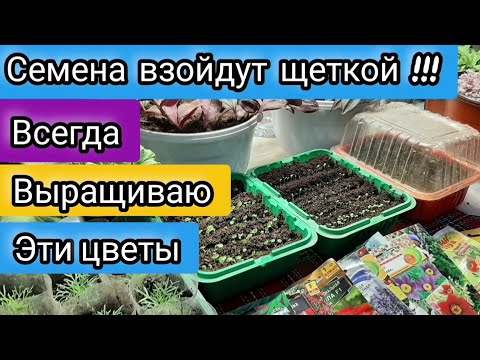 Видео: ЦВЕТЫ ИЗ СЕМЯН ВСХОДЯТ ДРУЖНО и рассада не болеет, Сделайте так проверенный способ
