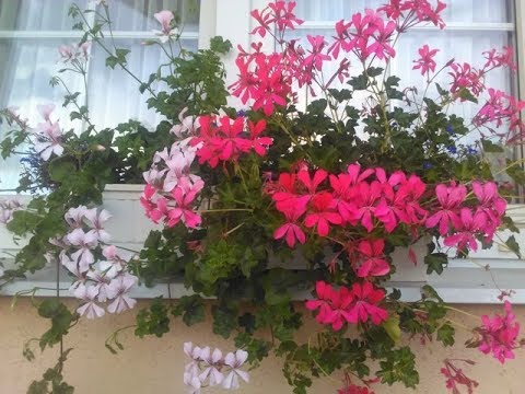 Видео: Пеларгония плющелистная. Черенкуем! Часть 2