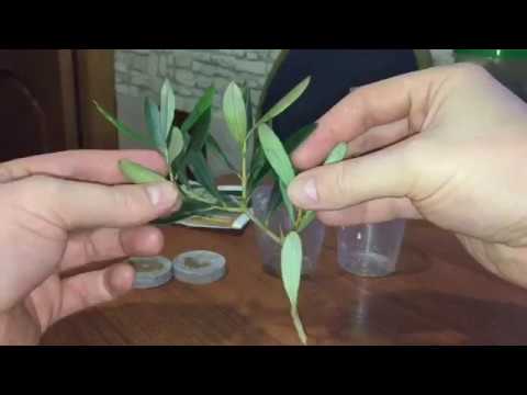 Видео: Оливковое дерево. Эксперимент  как укоренить черенки.