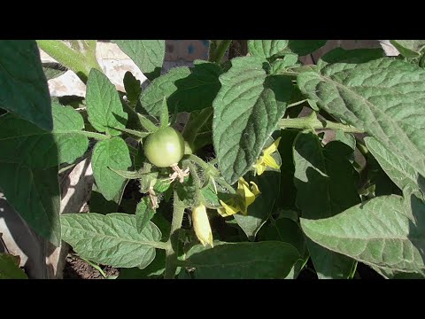 Видео: НУЖНО ЛИ ПАСЫНКОВАТЬ ТОМАТЫ НА БАЛКОНЕ? Ольга Чернова.