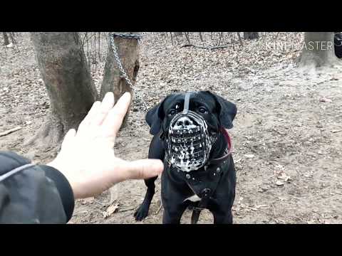 Видео: Шос "АРЕС" 2.2020.