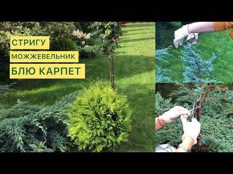Видео: ЕСЛИ НАЛЕГАЕТ НА СОСЕДЕЙ🌲ЗЕЛЁНЫХ🌲НОВАЯ ФОРМА МОЖЖЕВЕЛЬНИКА БЛЮ КАРПЕТ🌲