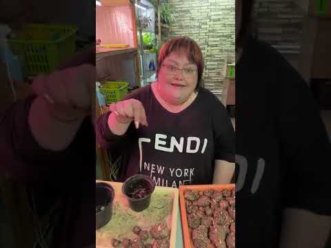 Видео: каллы. сохранение. весеннее проращивание