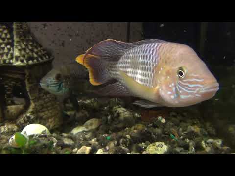 Видео: Нам четыре недели и очередной нерест! Мальки Акары бирюзовой! Ждём новый аквариум на 100 литров!...