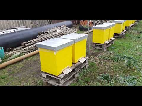 Видео: Посадка саджанців гранату!