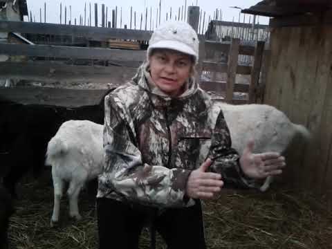 Видео: Сколько козы дают молоко?🐐