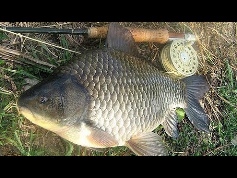 Видео: КІЛОГРАМОВІ КАРАСІ. СЕКРЕТ НАЖИВКИ І ПРИМАНКИ КАРАСІВ.#fishing#fish#риболовля#карась#рибалканакарася