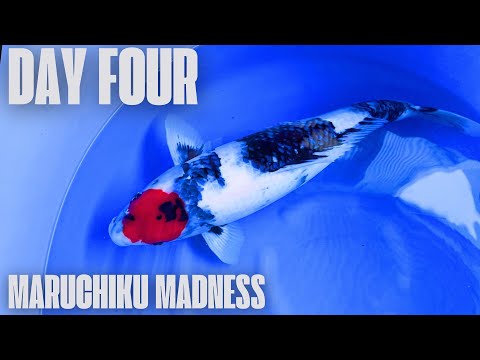 Видео: День 4: Безумие на ферме кои Маручику и посещение храма