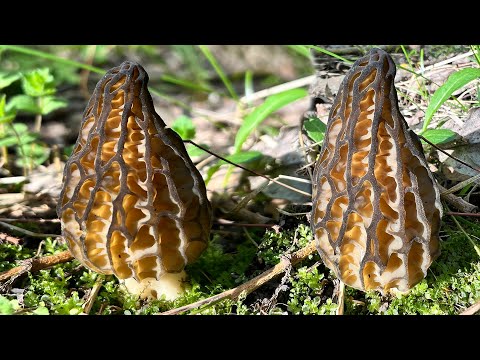 Видео: ДЕЛИКАТЕСЫ! ГРИБЫ СМОРЧКИ - Собираем и готовим сморчки