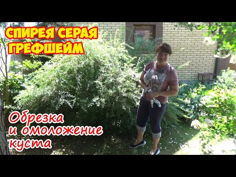 Видео: Обрезка серой СПИРЕИ ГРЕФШЕЙМ после цветения. Как формировать? Как омолодить старый куст?