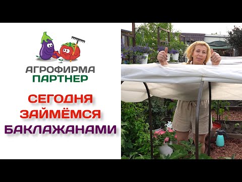Видео: Сегодня займёмся баклажанами