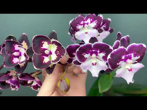 Видео: новая полезность для пересадки орхидей // чем различаются орхидеи и обзор орхидеи после пересадки
