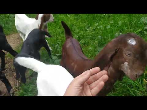 Видео: Красота коз 🥰🥰🥰