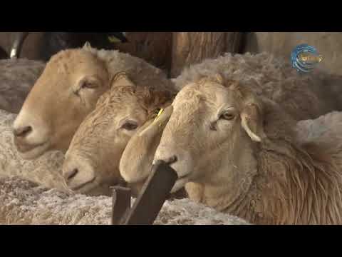 Видео: "ЖАЗЫЛБЕКОВ И К" ШАРУА ҚОЖАЛЫҒЫ / АГРО АЙМАҚ / 15.01.2025