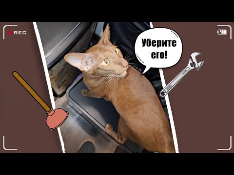 Видео: Как выгнать слесаря-сантехника?😺 #cat #funny #comedy #orientalcat