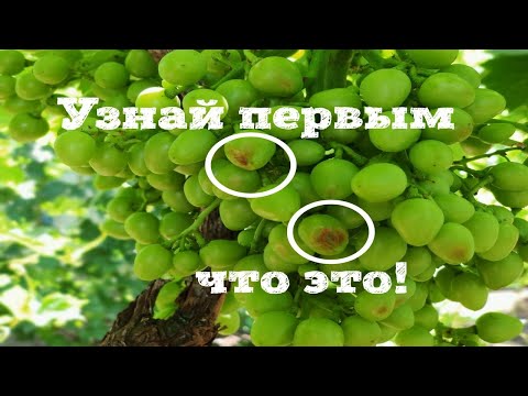 Видео: На винограде сохнут,морщатся ягоды. Конкурс - к-ш Хеллоуин.