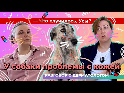 Видео: У собаки проблемы с кожей. Разговор с дерматологом