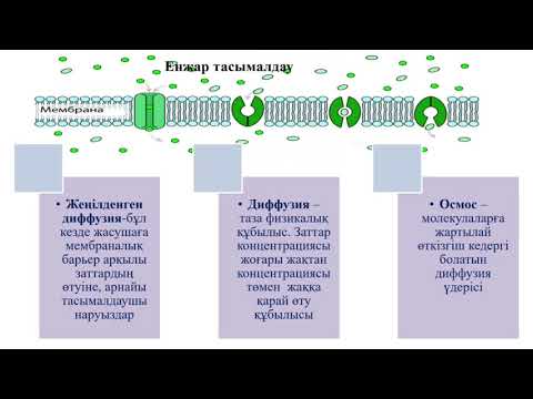 Видео: Биология 10 сынып ҚГБ  Пассивті және активті тасымалдау механизмі