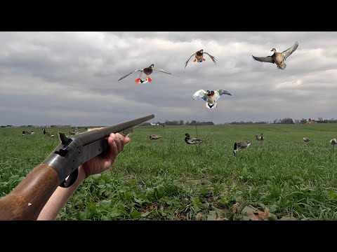 Видео: Охота на уток одним выстрелом! (Ограничение по кряквам)