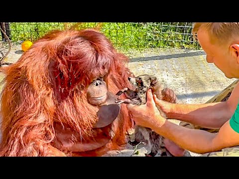Видео: Орангутану Дане НЕ ПОНРАВИЛСЯ енотик Тимошка, она приревновала его к любимому папе)))