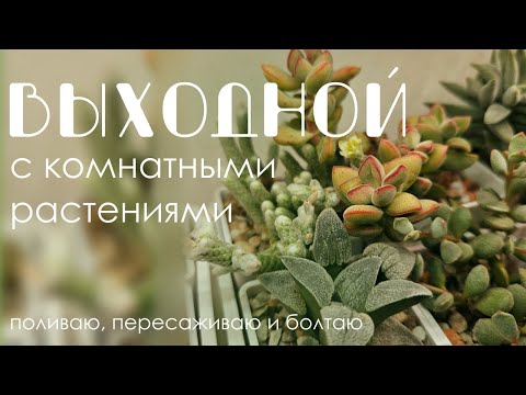 Видео: День с растениями: Поливаю всю коллекцию, пересаживаю Антуриум Кларинервиум и Филлантус.