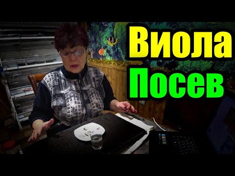 Видео: Когда сеять виолу зимой? Выращивание виолы из семян, посев.
