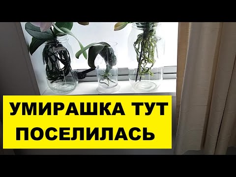 Видео: УМИРАШКА - ОРХИДЕЯ ПОСЕЛИЛАСЬ НА НОВОМ МЕСТЕ..№2