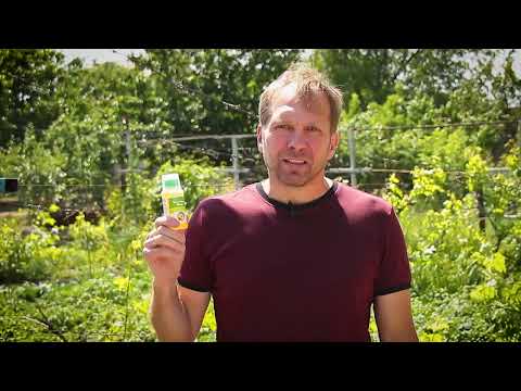 Видео: Новинка. Препарат для захисту культурних рослин від пирію. Квін Стар Макс