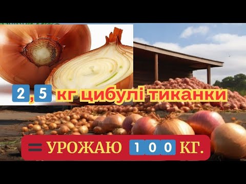Видео: ВИРОСТИТИ ЦИБУЛЮ ЛЕГКО, ЯКЩО ТАК‼️ ЗРОБИТИ #цибуля @відео вирощування цибулі під соломою