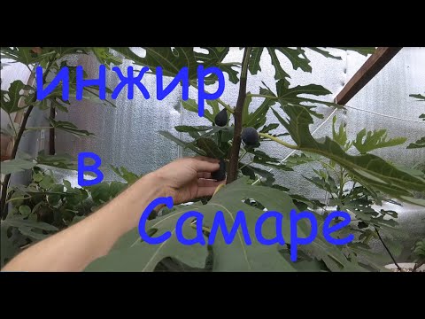 Видео: Инжир в подземной теплице