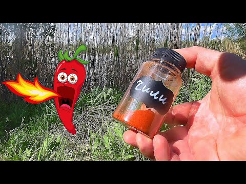 Видео: НАКОРМИЛ КАРАСЯ КРАСНЫМ ПЕРЦЕМ! Реакция рыбы Подводная съемка