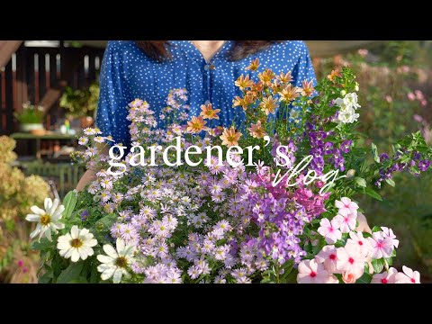 Видео: Осеннее Обновление Сада 🌸 Метельчатые Гортензии, Анемоны и Другое