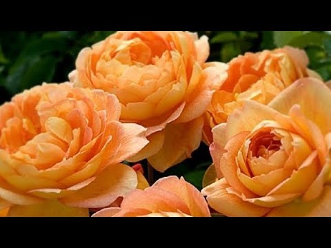 Видео: РОЗЫ. ЗОЛА ПРИНЕСЁТ ВАШИМ РОЗАМ ПОЛЬЗУ, СДЕЛАЙ ЭТО.