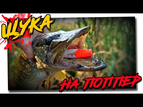 Видео: Ловля щуки на поппер с берега!