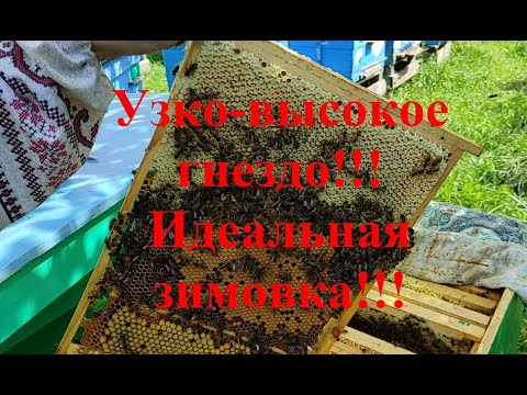 Видео: Ч.1. Узко-высокое гнездо для идеальной зимовки пчёл!!! Рамка Дадана 435х300 - хуже некуда!!!