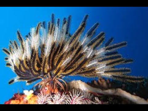 Видео: "Рифовый Аквариум"  Офиуры Лилии. Часть 59