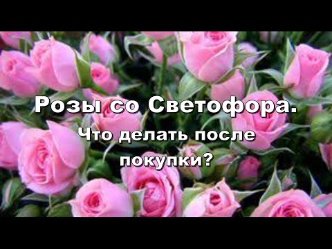 Видео: РОЗЫ СО СВЕТОФОРА. Что делать после покупки?