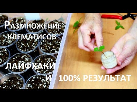 Видео: РАЗМНОЖАЕМ КЛЕМАТИСЫ ПРАВИЛЬНО.  Мои секреты успешного черенкования клематисов. Результат 100%