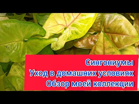 Видео: Сингониумы. Уход и размножение в домашних условиях. Обзор моей коллекции