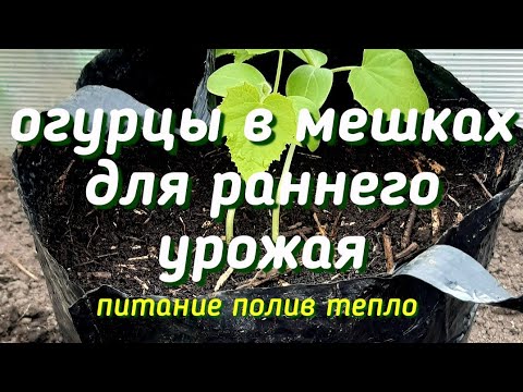 Видео: Посадка огурцов в мешки! 100% урожая! Основные преимущества выращивания! Какой грунт использовать?