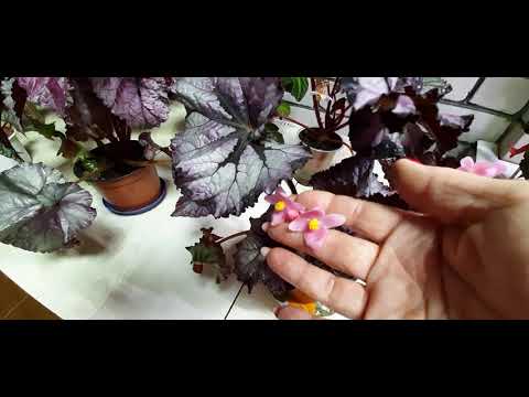 Видео: Как получить семена бегонии?
