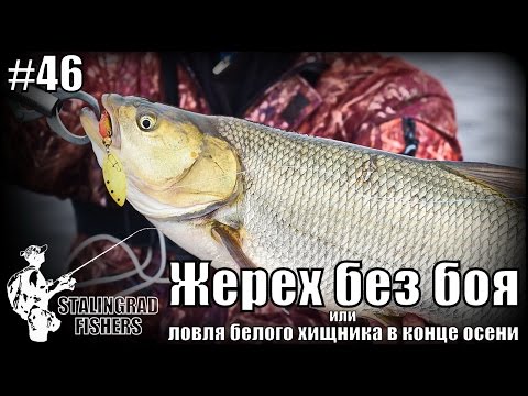 Видео: Жерех без боя или ловля белого хищника в конце осени