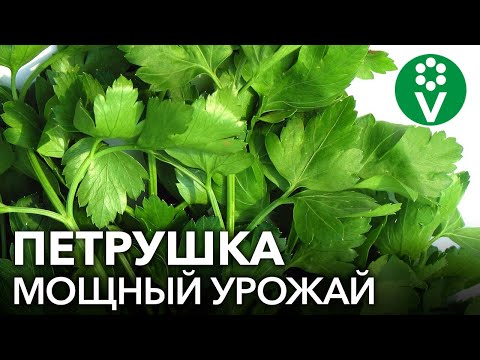 Видео: ТРИ СЕКРЕТА для огромного УРОЖАЯ ПЕТРУШКИ! ЙОД, МОЛОКО…что ЕЩЕ?!