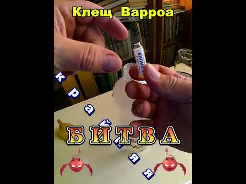 Видео: #пчеловодство Лечение пчёл Бипином-Т. Разведение. Сроки. Обработка.